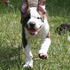 Amerikansk bulldog BAB´s Cudo SOLGT