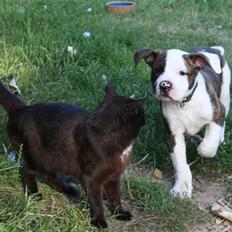 Amerikansk bulldog BAB´s Cudo SOLGT