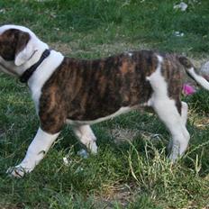 Amerikansk bulldog BAB´s Cudo SOLGT