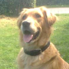 Blanding af racer Tiggy R.I.P :(