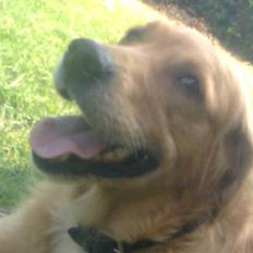 Blanding af racer Tiggy R.I.P :(