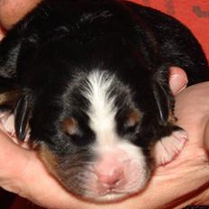 Berner sennenhund Bartley