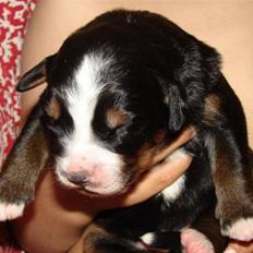 Berner sennenhund Bartley