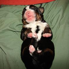 Berner sennenhund Bartley