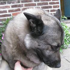 Norsk elghund grå og sort Sif