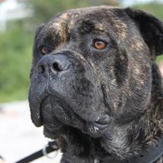 Mallorca Mastiff / Ca de Bou Albert