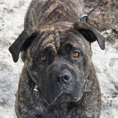 Mallorca Mastiff / Ca de Bou Albert