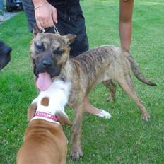 Dogo canario dg´s brecka (cali)