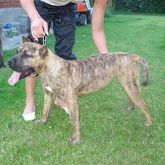 Dogo canario dg´s brecka (cali)