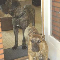 Dogo canario dg´s brecka (cali)
