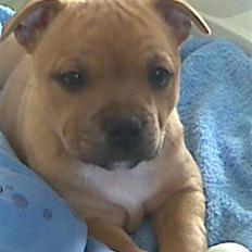 Staffordshire bull terrier Betty 