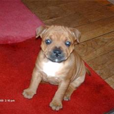 Staffordshire bull terrier Betty 
