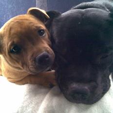 Staffordshire bull terrier Betty 