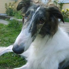 Borzoi Louis