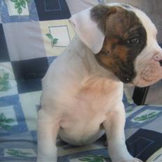 Amerikansk bulldog Dolce&Gabbana