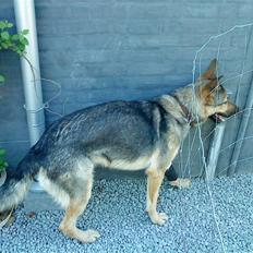 Schæferhund Jean(min øjesten<3)