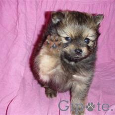 Chihuahua Jynti