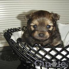 Chihuahua Jynti