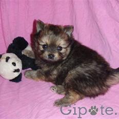 Chihuahua Jynti