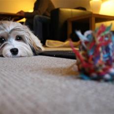 Bichon havanais Twikkie