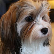 Bichon havanais Twikkie