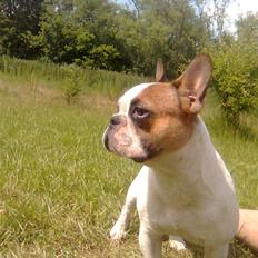 Fransk bulldog Benjamin