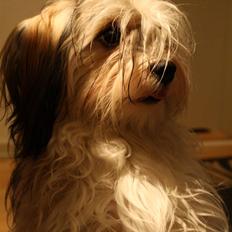 Bichon havanais Twikkie