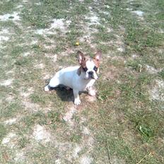Fransk bulldog Benjamin