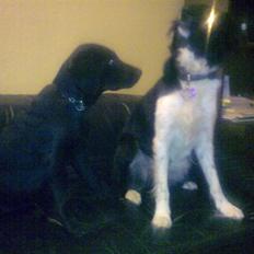 Blanding af racer Skipper