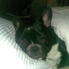 Fransk bulldog Karla (Kelli)