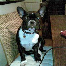 Fransk bulldog Karla (Kelli)