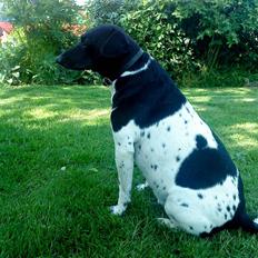 Dansk svensk gaardhund Valde(tante og onkels)