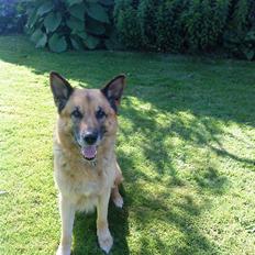 Schæferhund Storm(Tante og Onkel's)