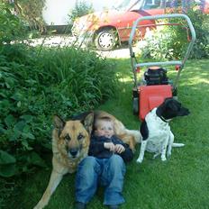 Schæferhund Storm(Tante og Onkel's)