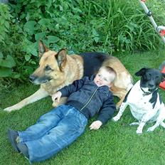 Schæferhund Storm(Tante og Onkel's)