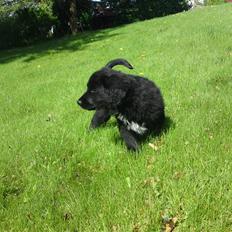 Blanding af racer Bølle