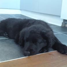 Blanding af racer Bølle