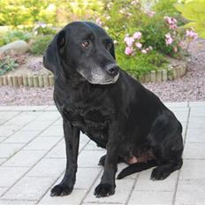 Labrador retriever Lace