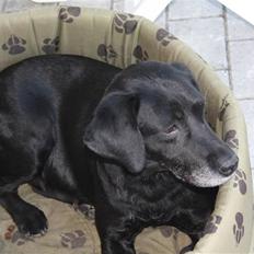 Labrador retriever Lace
