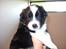 Australian shepherd laika's  Hvalpe. - Perle