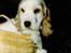 Cocker spaniel Line R.I.P - Line som hvalp