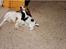 Cocker spaniel Line R.I.P - Line og Cianti