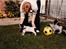 Cocker spaniel Cianti R.I.P. - Cianti bliver opstillet