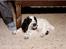 Cocker spaniel Cianti R.I.P. - hov hvad sker der derhenne