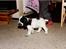 Cocker spaniel Cianti R.I.P. - jeg lister mig lige lidt væk
