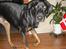 Blanding af racer Tarzan *R.I.P* :'( !