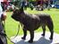 Fransk bulldog Plaire´s Elaine - Elaine på bordet i Vejen den 13/6-09.