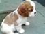 Cavalier king charles spaniel Thyholms Otto Of Oddesund - Otto 7 uger