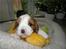 Cavalier king charles spaniel Thyholms Otto Of Oddesund - Otto 3 uger - taget af kennel Thyholm