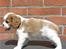 Cavalier king charles spaniel Thyholms Otto Of Oddesund - Otto 6 uger - taget af kennel Thyholm